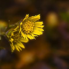 photo "Touch of spring"