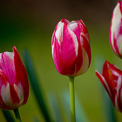 photo "spring colours"