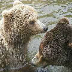 photo "Wildlife."