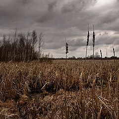 photo "Cloudy day"