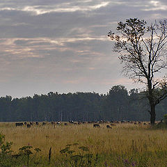 photo "At a dawn."