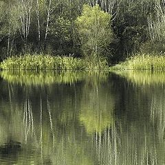 фото "Лес добрых фей"