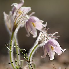 фото "Новорождённые"