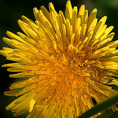 photo "Simply dandelion"