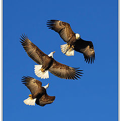 фото "Mid Air Persecution"