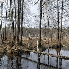 photo "Temporary bridge"