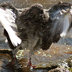 photo "High and Mighty"