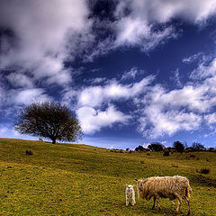 photo "100 % Irish"