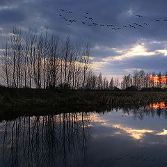 photo "Evening flight"