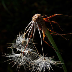 photo "Autumn of their life."