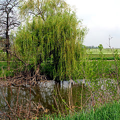 фото "Весна."