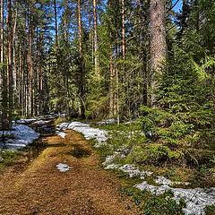 фото "В весеннем лесу 2"