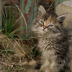 photo "happy caT"