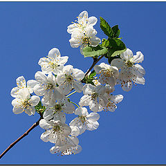 photo "spring"