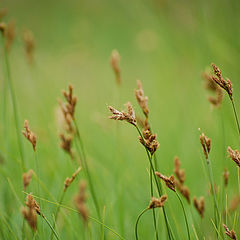 photo "grass"