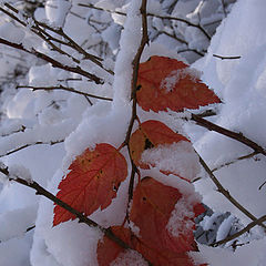 photo "Red ochre on the snow"