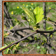 photo "New leaves"
