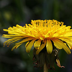 photo "yellow flower"
