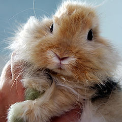 photo "rabbit"