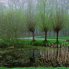 фото "trees in the fog"