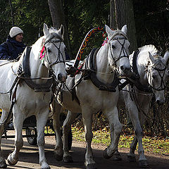 фото "Тройка"