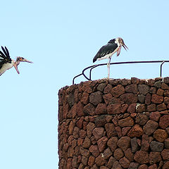 фото "Breakfast"