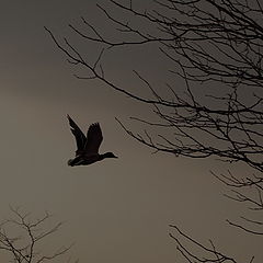 photo "Into the Storm"