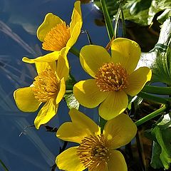 photo "Caltha palustris"