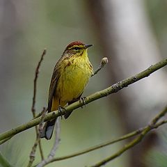 photo "yellow bird in green..."