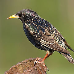 photo "Common Starling"