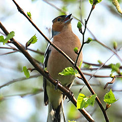 фото "Singer"