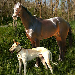 photo "Given birth for harness racing"