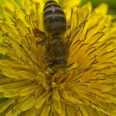 photo "Bee on yellow flower"