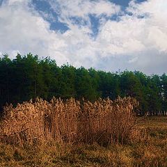 photo "Tree colors"