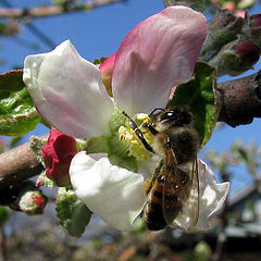 фото "Яблони в цвету за мною мчатся"