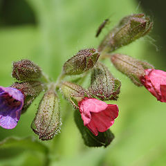 photo "langwort"