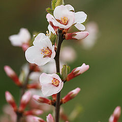 photo "Cherry."