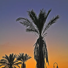 photo "3 Palms"