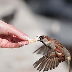 фото "Fast sparrow"
