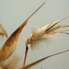 photo "hair plant"