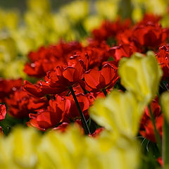 photo "Tulips"