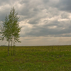 photo "In the field birch stood ..."