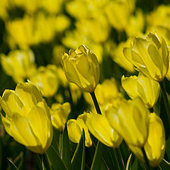 photo "Yellow light"