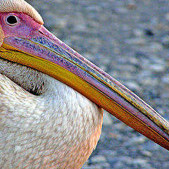 photo "Pelican"