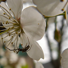 photo "The tenderness of a spider"