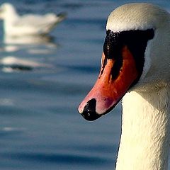 photo "Speck of light on a tip of a beak"