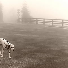 photo "Morning of a stray dog"