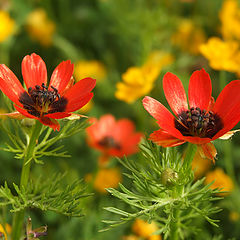 photo "Spring at last"