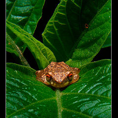 фото "*frog*"