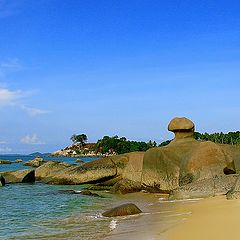 фото "Sphynx of Bintan island"